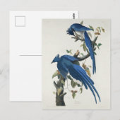 Audubon Columbia Jay zwart keel ekster Jay Briefkaart (Voorkant / Achterkant)