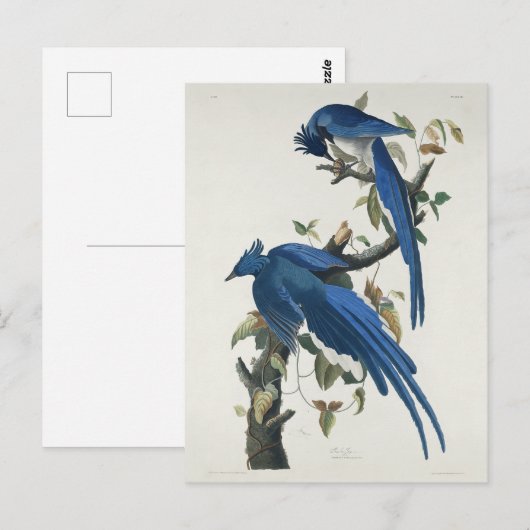 Audubon Columbia Jay zwart keel ekster Jay Briefkaart (Voorkant / Achterkant)