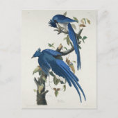 Audubon Columbia Jay zwart keel ekster Jay Briefkaart (Voorkant)