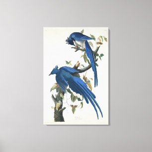 Audubon Columbia Jay zwart keel ekster Jay Canvas Afdruk