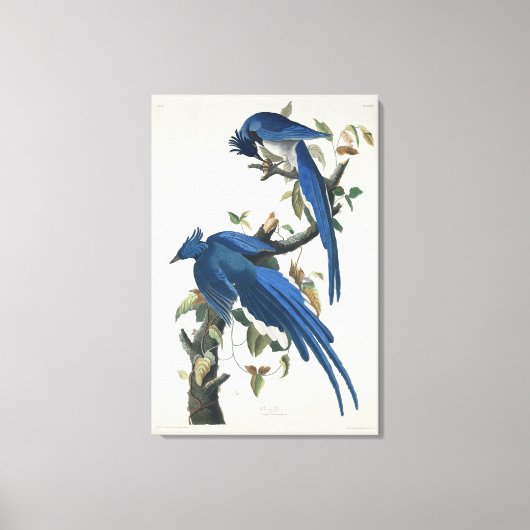 Audubon Columbia Jay zwart keel ekster Jay Canvas Afdruk (Voorkant)