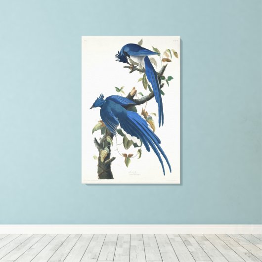 Audubon Columbia Jay zwart keel ekster Jay Canvas Afdruk (Insitu (Houten vloer))