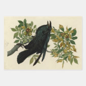 Audubon Columbia Jay zwart keel ekster Jay Inpakpapier Vel (Voorkant 3)