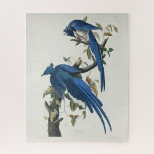 Audubon Columbia Jay zwart keel ekster Jay Legpuzzel