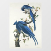 Audubon Columbia Jay zwart keel ekster Jay Raamsticker (Vel)