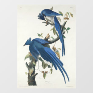 Audubon Columbia Jay zwart keel ekster Jay Raamsticker