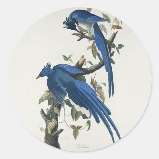 Audubon Columbia Jay zwart keel ekster Jay Ronde Sticker (Voorkant)
