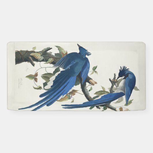 Audubon Columbia Jay zwart keel ekster Jay Spandoek (Horizontaal)