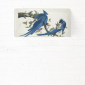 Audubon Columbia Jay zwart keel ekster Jay Spandoek (Insitu)