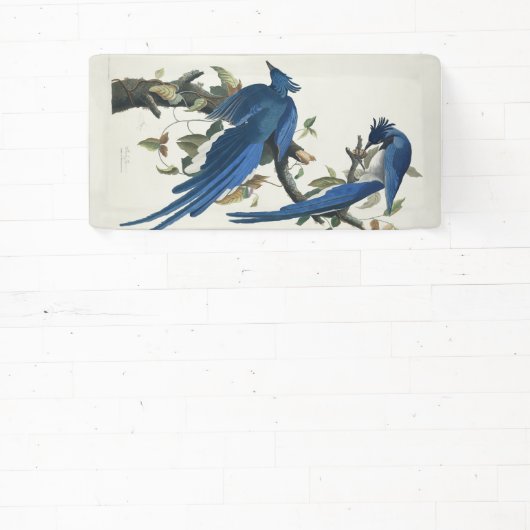 Audubon Columbia Jay zwart keel ekster Jay Spandoek (Insitu)