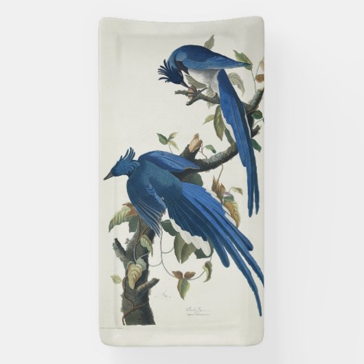 Audubon Columbia Jay zwart keel ekster Jay Spandoek (Verticaal)