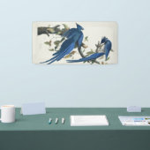 Audubon Columbia Jay zwart keel ekster Jay Spandoek (Beurs)
