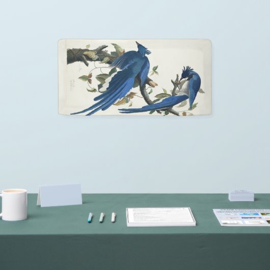 Audubon Columbia Jay zwart keel ekster Jay Spandoek (Beurs)
