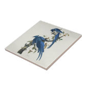 Audubon Columbia Jay zwart keel ekster Jay Tegeltje (Zijkant)