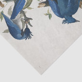 Audubon Columbia Jay zwart keel ekster Jay Tissuepapier (Detail)
