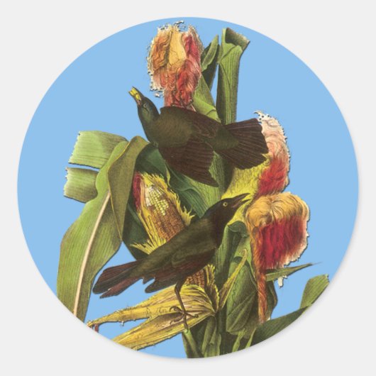 Audubon Common Grackle Bird Art Stickers (Voorkant)