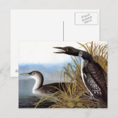 Audubon: Common Loon Briefkaart (Voorkant / Achterkant)