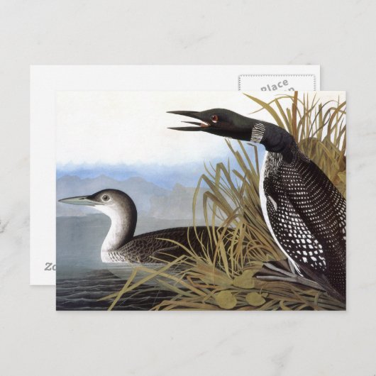 Audubon: Common Loon Briefkaart (Voorkant / Achterkant)