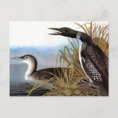Audubon: Common Loon Briefkaart (Voorkant)