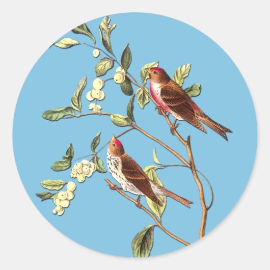 Audubon Common Redpoll Bird Art Stickers (Voorkant)