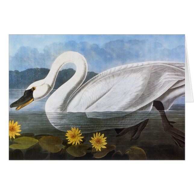 Audubon: Common Swan (Voorkant Horizontaal)