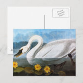 Audubon: Common Swan Briefkaart (Voorkant / Achterkant)