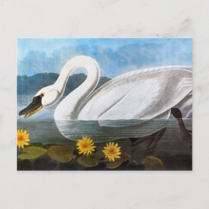 Audubon: Common Swan Briefkaart