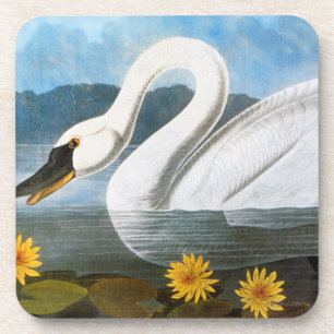 Audubon: Common Swan Onderzetter