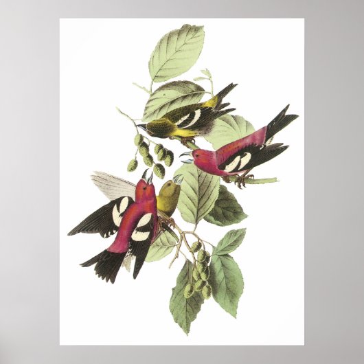 Audubon Crossbill Poster (Voorkant)