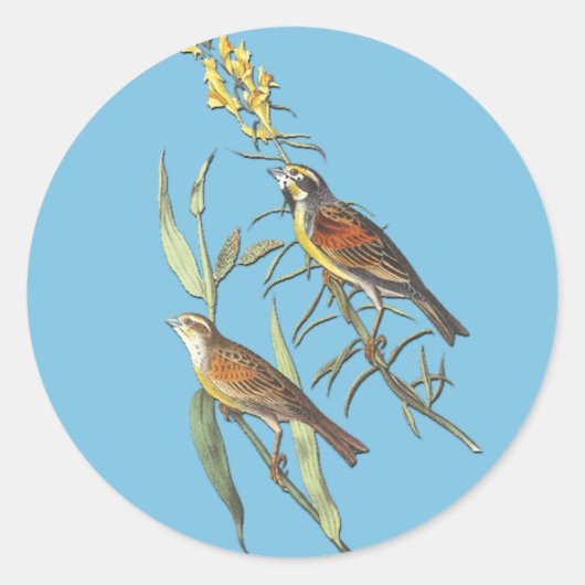 Audubon Dickcissel Bird Art Stickers (Voorkant)