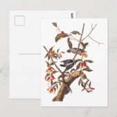 Audubon Downy Woodpecker Couple met Flowers Briefkaart (Voorkant / Achterkant)