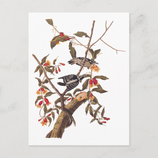 Audubon Downy Woodpecker Couple met Flowers Briefkaart (Voorkant)