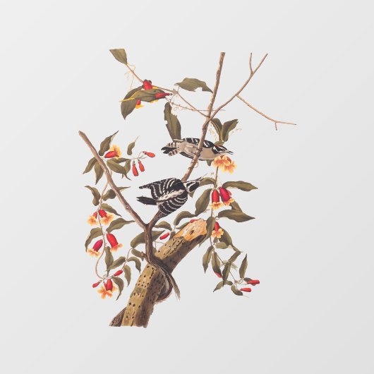 Audubon Downy Woodpecker Couple met Flowers Raamsticker (Vel)
