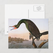 Audubon: dubbelvoudig aangemaakte aalscholver briefkaart (Voorkant / Achterkant)