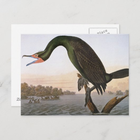 Audubon: dubbelvoudig aangemaakte aalscholver briefkaart (Voorkant / Achterkant)