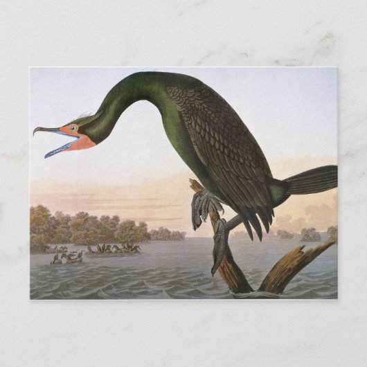 Audubon: dubbelvoudig aangemaakte aalscholver briefkaart (Voorkant)