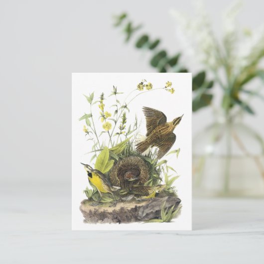 Audubon Eastern Meadowlard Briefkaart (Staand voorkant)