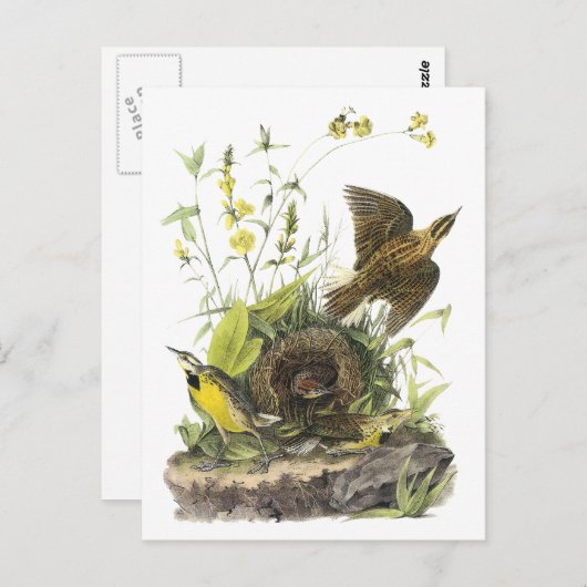 Audubon Eastern Meadowlard Briefkaart (Voorkant / Achterkant)