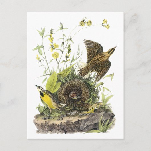 Audubon Eastern Meadowlard Briefkaart (Voorkant)