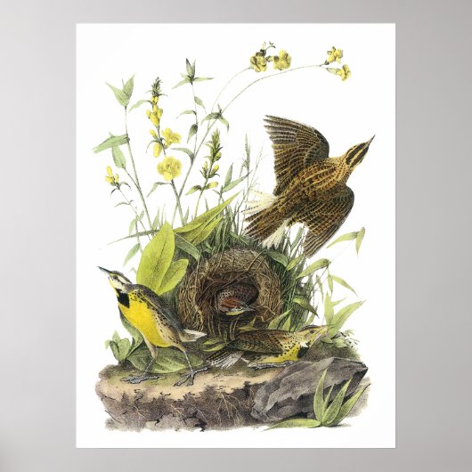 Audubon Eastern Meadowlard Poster (Voorkant)