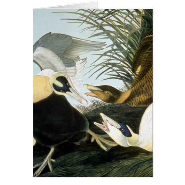 Audubon: Eider Duck (Voorkant)
