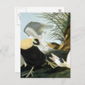 Audubon: Eider Duck Briefkaart (Voorkant / Achterkant)