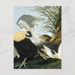 Audubon: Eider Duck Briefkaart