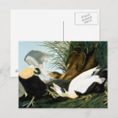 Audubon: Eider Duck Briefkaart (Voorkant / Achterkant)