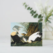 Audubon: Eider Duck Briefkaart (Staand voorkant)