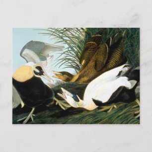 Audubon: Eider Duck Briefkaart