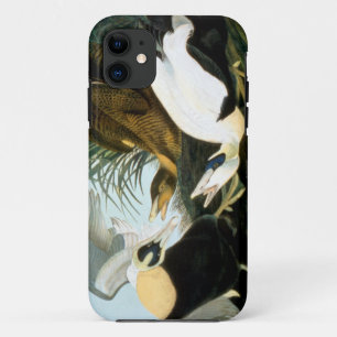 Audubon: Eider Duck Case-Mate iPhone Case