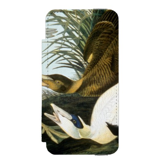 Audubon: Eider Duck Incipio iPhone Portemonnee Hoesje (Voorkant Agenda)