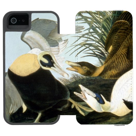 Audubon: Eider Duck Incipio iPhone Portemonnee Hoesje (Agenda Open)