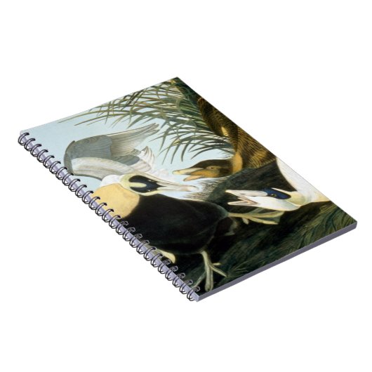 Audubon: Eider Duck Notitieboek (Rechterzijde)